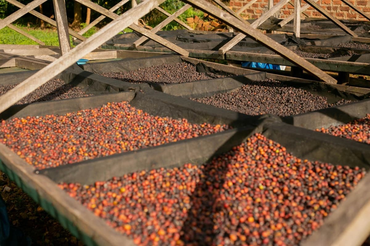 The Fermentation Identity Crisis: Is Co-Fermented Coffee Still Specialty?
